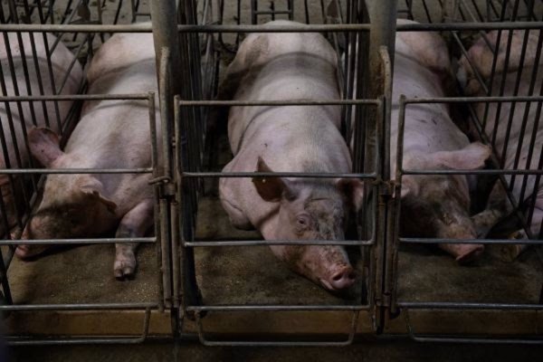 Igualdad Animal pide a Bruselas eliminar jaulas y prohibir la alimentación forzada de patos para foie gras