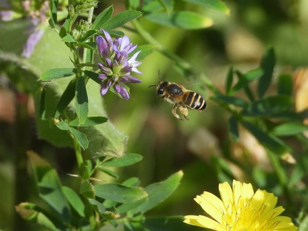 El proyecto 'BeeConnected SUDOE' protegerá y conservará polinizadores de España, Francia y Portugal
