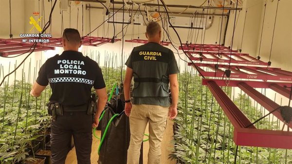 Tres detenidos con cultivos de 745 plantas de marihuana en viviendas de Bujalance y Montoro (Córdoba)