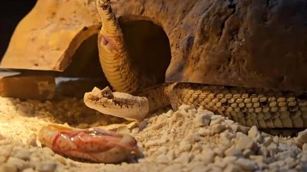 Nacen siete crías de serpiente cascabel cornuda del desierto en Terra Natura Benidorm