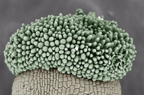 FOTCIENCIA21 busca las imágenes más impactantes y destacadas de ciencia y tecnología