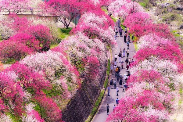 Japón recibe la cifra récord de 21,5 millones de turistas en el primer semestre de 2025