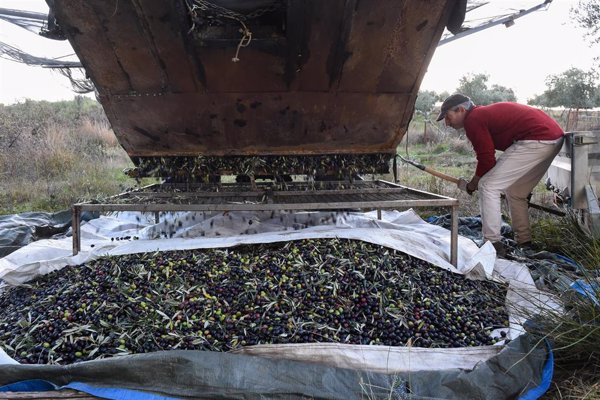 Agricultura abre la audiencia pública de la norma de comercialización del aceite de oliva para 2025/26