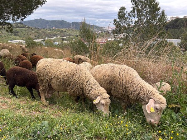 PACMA pide penas de prisión 