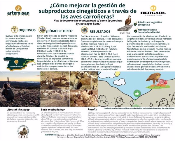 La ubicación estratégica de restos cinegéticos puede mejorar la eficacia de buitres para eliminarlos, según cazadores