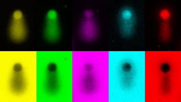 Hallan un mecanismo que permite comprender cómo las células copian su ADN de forma segura y ordenada