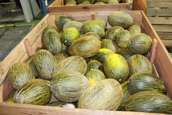 Cooperativas C-LM espera una cosecha de melón y sandía similar a la de 2024 y de 
