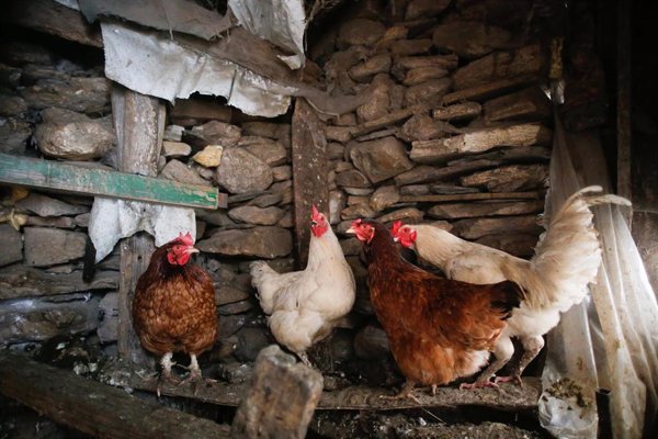Detectado el virus de Influenza Aviar en una explotación de aves de corral en Ahillones (Badajoz)