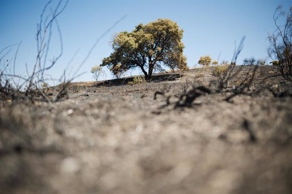 Ingenieros, ecologistas y bomberos, tras el fuego de Méntrida (Toledo):