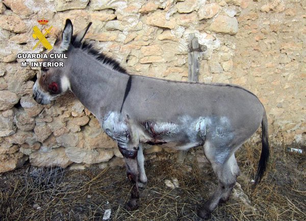 Investigado en Moratalla (Murcia) por atar un burro a un remolque y arrastrarlo durante medio kilómetro