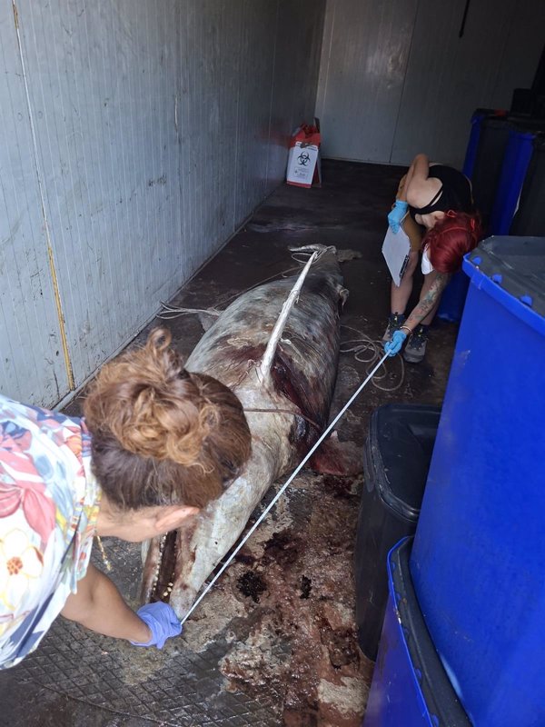 Hallan un delfín mular de tres metros de largo varado en la playa de Horcas Coloradas de Melilla