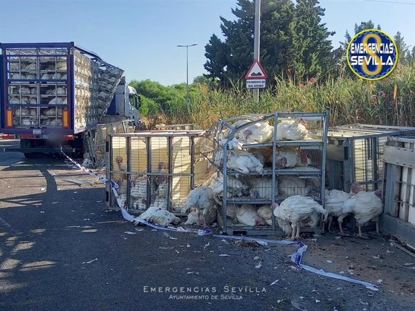El vuelco de la carga de un camión con pavos en Sevilla provoca el corte parcial del tráfico en la SE-20