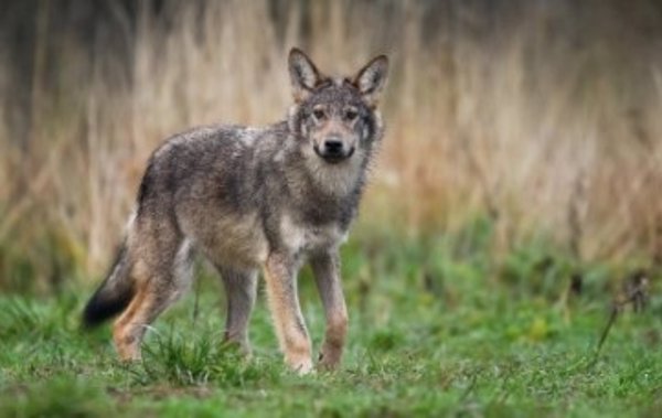 Asociación de agricultores alerta de un ataque de lobo a escasos metros de viviendas en Guadalix de la Sierra (Madrid)