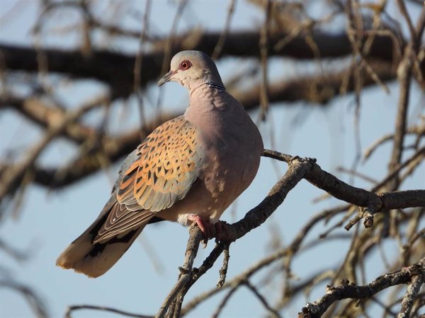 Cazadores celebran que UE confirme la recuperación de tórtola y felicita al sector por su compromiso con su conservación