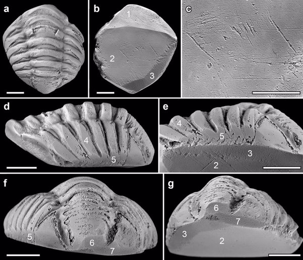 Descubierto el primer fósil de trilobites usado como un amuleto por los romanos