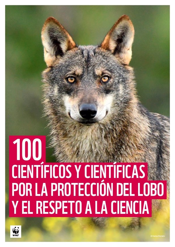 Más de 100 científicos piden por carta a CCAA y MITECO no permitir la caza del lobo y que vuelva al LESPRE