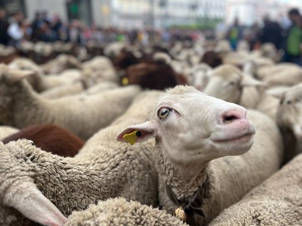 Cantabria detecta los primeros casos del serotipo 3 de lengua azul, con tres focos confirmados