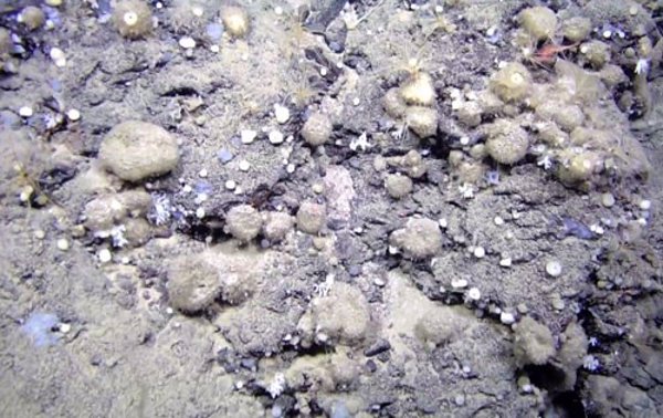 Cambios de temperatura y pesca de arrastre ponen en peligro la adaptación de las esponjas atlánticas, según un estudio