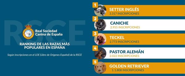 El Setter Inglés, el Caniche y el Teckel, las tres razas de perros más populares en España en el último año