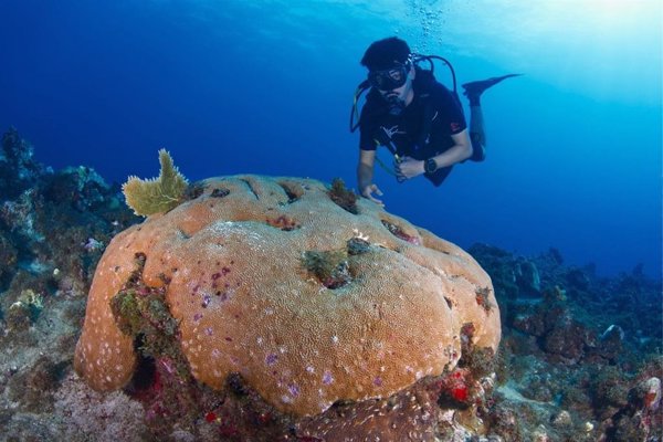 Investigadores avisan: el calor amenaza incluso a los corales más resistentes del Caribe