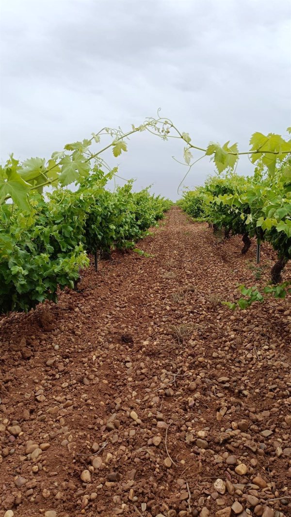 CyL recaba el apoyo de todas las CCAA para solicitar a Agricultura mejoras en seguros de viñedos por el Mildiu