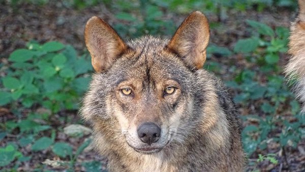 ARAG-ASAJA se persona en contra del recurso presentado por ASCEL sobre el control de la población del lobo en La Rioja