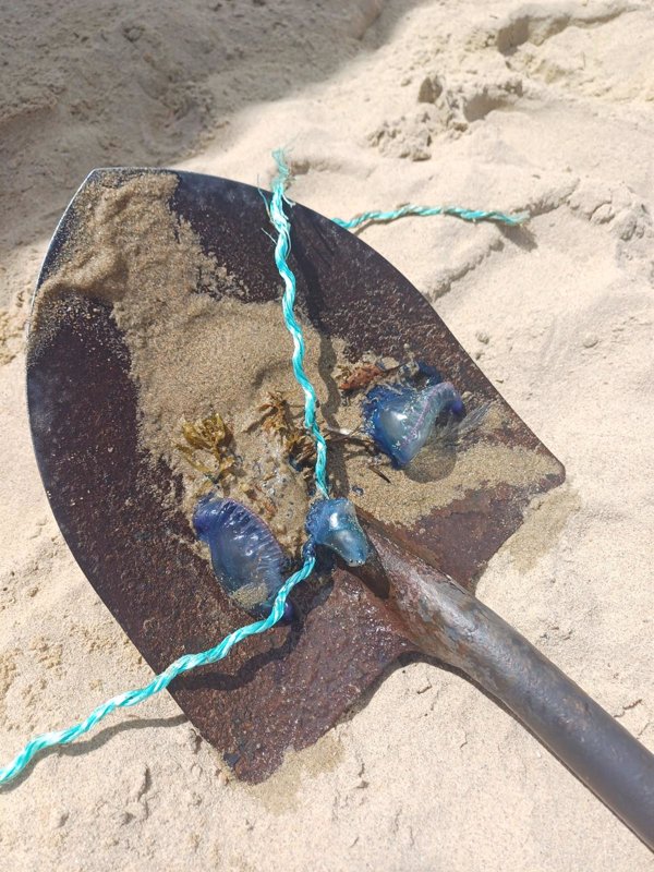 Encuentran varios ejemplares de carabela portuguesa en una playa de San Sebastián