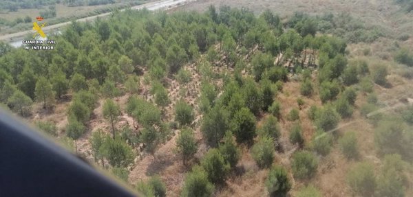 Localizan desde el aire una plantación de marihuana camuflada entre pinares riojanos de Aldeanueva de Ebro