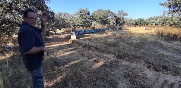 El incendio de Valdecaballeros (Badajoz) calcina 800 colmenas y cientos de hectáreas de olivar, según UPA-UCE