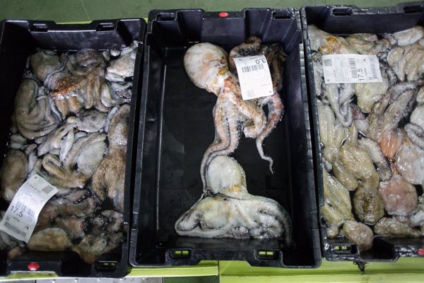 El primer mes de captura de pulpo tras su veda duplica la producción respecto al 2024 y deja 3,3 millones