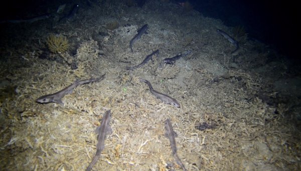 Detectan niveles elevados de mercurio en un tiburón del Mediterráneo occidental