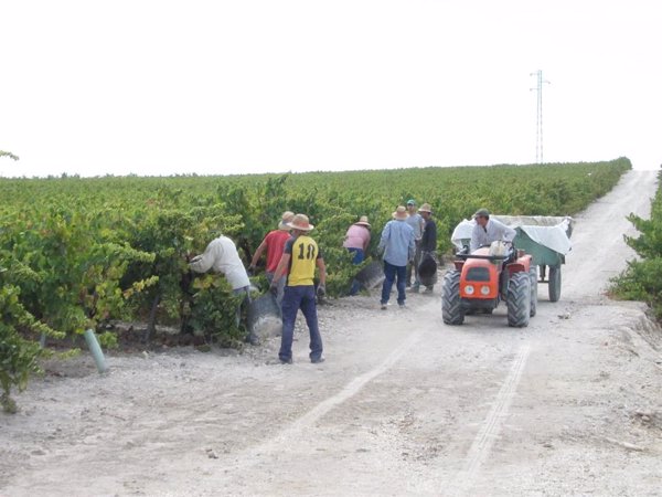 Comienza la vendimia en Montilla-Moriles (Córdoba) con la previsión de alcanzar los 18 millones de kilos