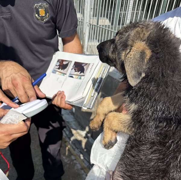 Denuncian un núcleo zoológico de Santpedor (Barcelona) y decomisan 25 cachorros de perros