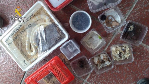 Detenidos por intentar introducir animales de especies protegidas desde el Puerto de Cádiz