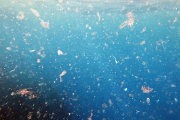 Un estudio de la US detecta microplásticos en la coquina de fango en los estuarios del Guadiana y del Guadalquivir