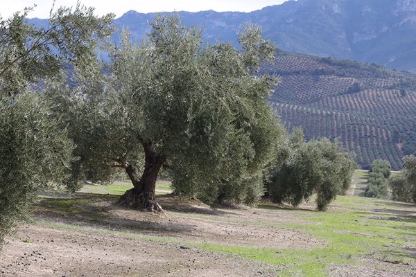 UPA avisa que la próxima cosecha de aceite solo podría igualar a la anterior en el mejor de los casos