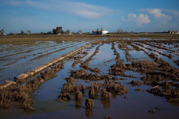El Gobierno aprueba 13 millones en ayudas para compensar daños no cubiertos por el seguro agrario por la Dana