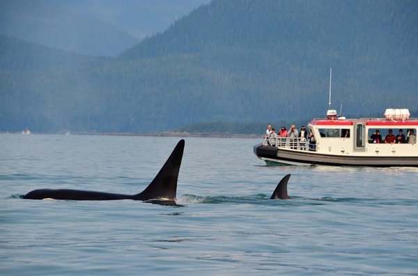 Piden declarar Santuario Marino a la zona del Estrecho para proteger a las orcas residentes