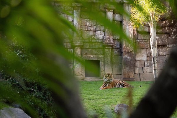 Bioparc Fuengirola (Málaga) hace un llamamiento y redobla esfuerzos para evitar la extinción del tigre de Sumatra