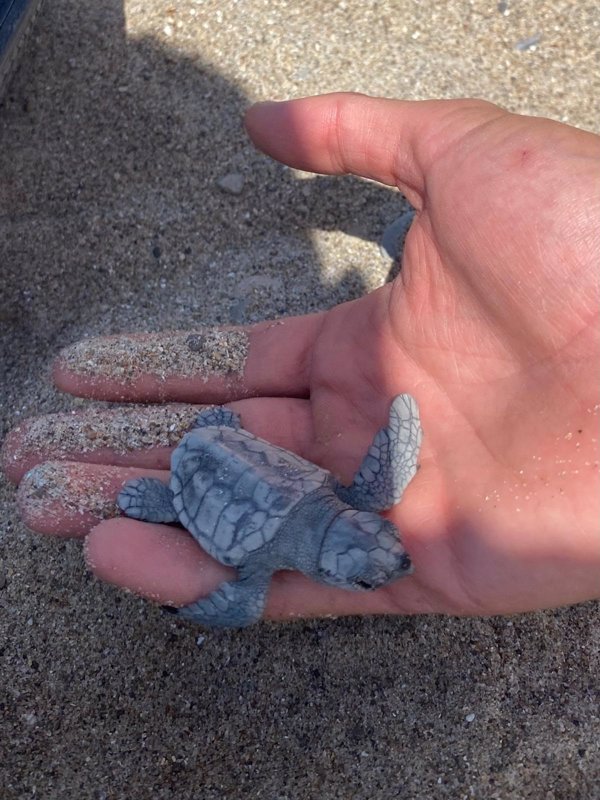 Hallan 11 pequeñas tortugas marinas y 129 huevos en una playa de Almassora (Castellón)
