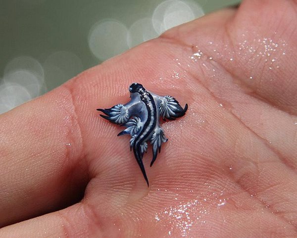 Aparece en Canet d'en Berenguer (Valencia) un ejemplar del molusco marino 'dragón azul'