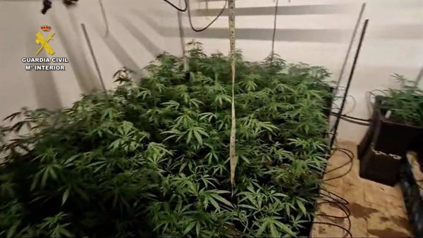 Detenidos en Sevilla dos menores y 13 adultos de un clan de drogas con un cultivo de 357 plantas de marihuana