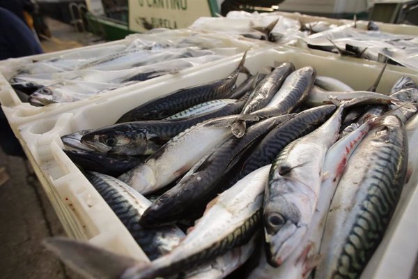 Un total de 192 buques de arrastre tendrán un 80% más de días de pesca por usar puertas voladoras