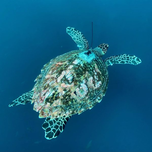 Galápagos cierra temporalmente sus zonas protegidas al turismo por posible impacto de tsunami