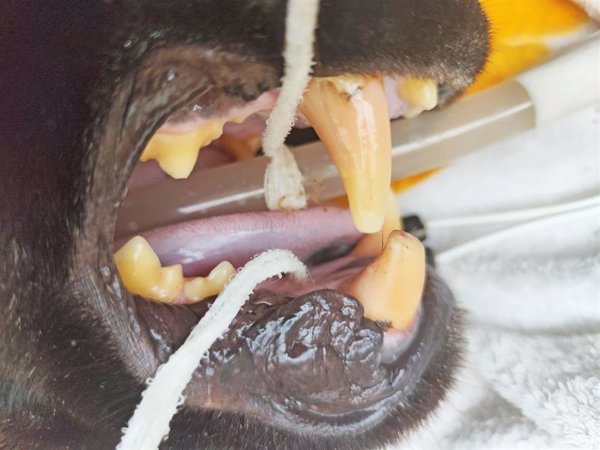 Una innovadora técnica de anestesia voluntaria permite operar con éxito a un jaguar en Terra Natura Benidorm