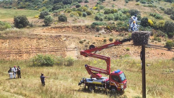Investigan la muerte de varias cigüeñas en Villaobispo de los Oteros (León), algunas tiroteadas en sus nidos
