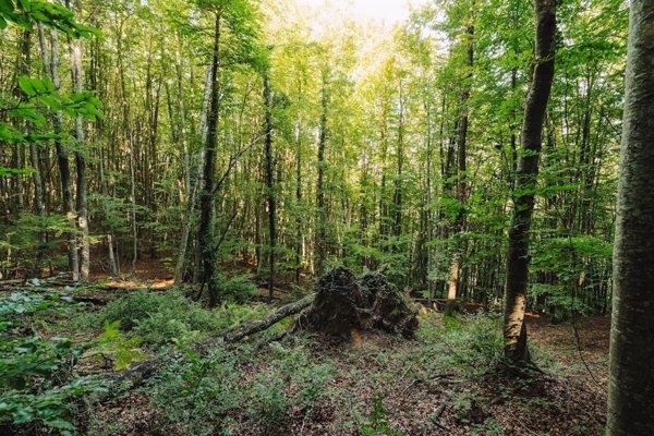 Los bosques europeos absorben menos CO2 y están en riesgo los objetivos de la UE, según un estudio