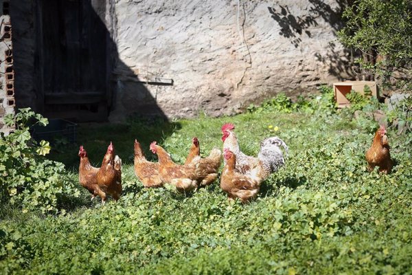 Absueltos tres acusados de abusar sexualmente de una gallina en Córdoba