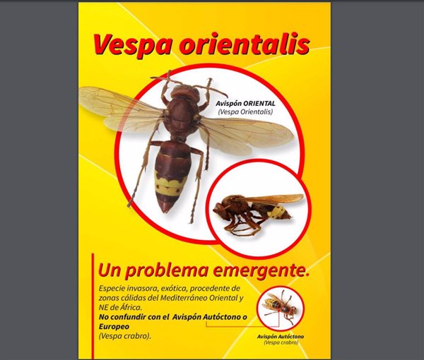 COAG-A insiste a la Junta andaluza en un protocolo urgente contra el avispón oriental, una especia exótica invasora