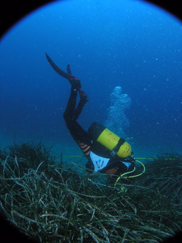 Las praderas de Posidonia oceánica en el litoral murciano mantienen una evolución estable
